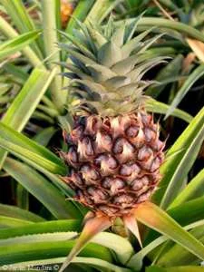 ananas_comosus.webp
