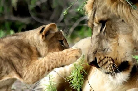 +and+male+lion+beautiful+amazing+baby+lion+picture.webp