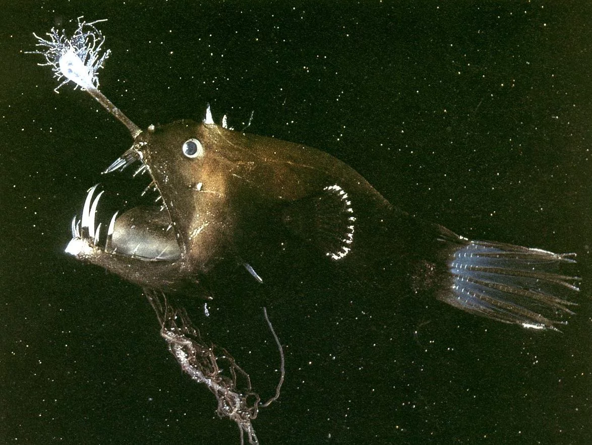 Anglerfish-2.webp