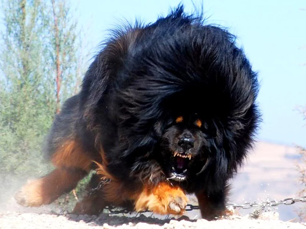 angry-tibetan-mastiff.webp