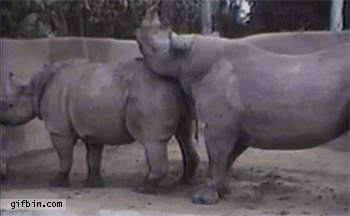 animal-gif-079-010.gif