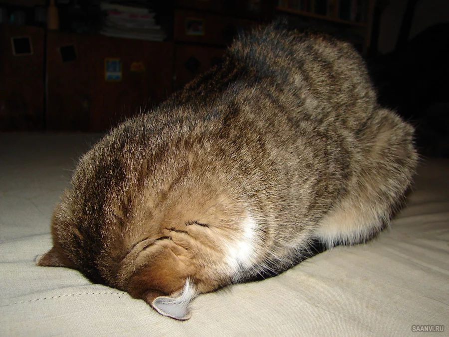 animal048.webp