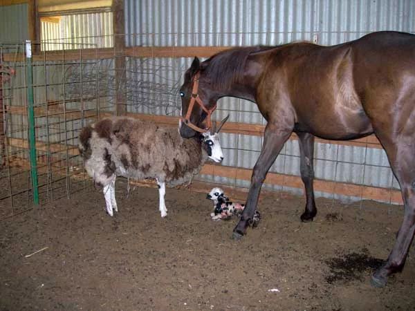 animal1%20horse.webp
