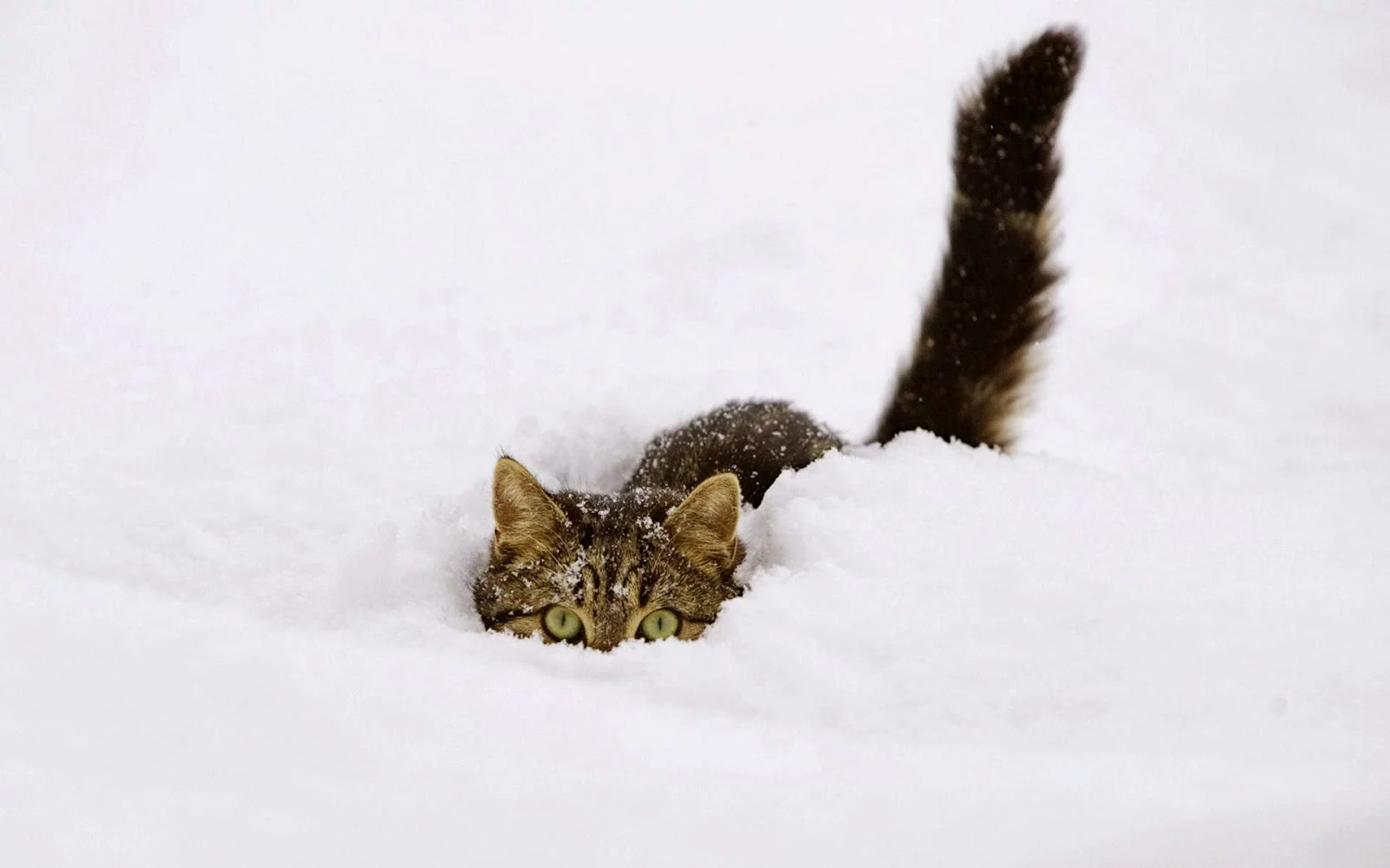 Animal_cat_116827.webp