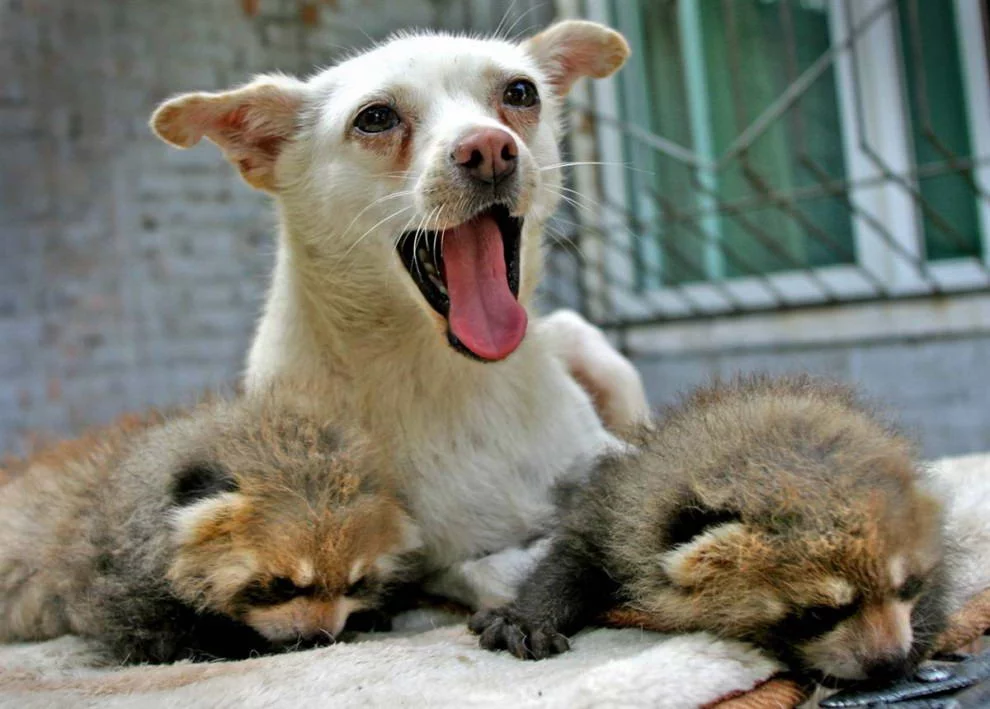 Animal_foto_12.webp