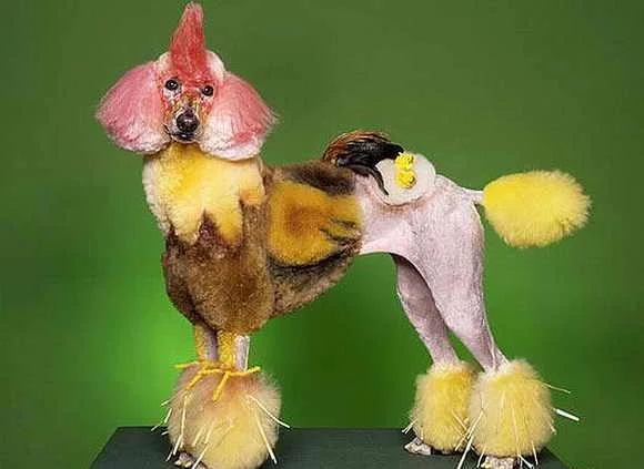 animal_magic_13.webp