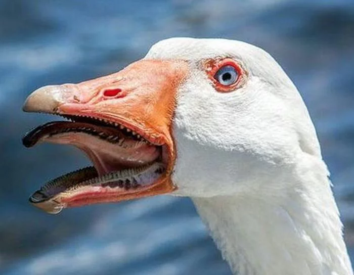 animal_mouths_04.webp