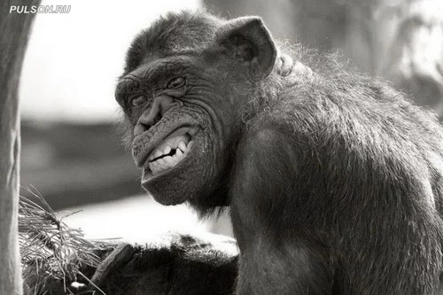 animal_world_photos04.webp