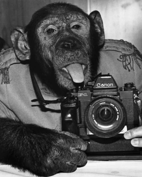 animalphotographers052.webp