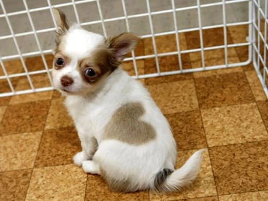 animals-007-heart-chihuahua.webp