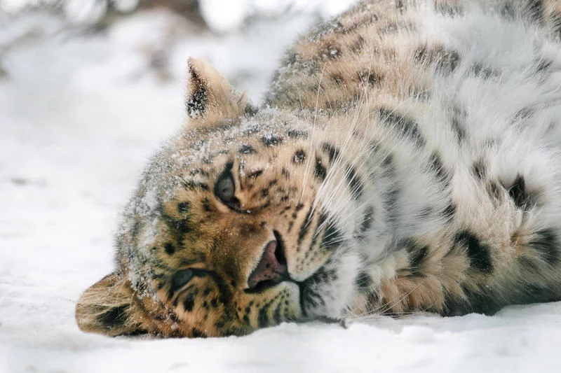 animals___amur_leopard_2_by_moonsongstock-d3k3iwn.webp