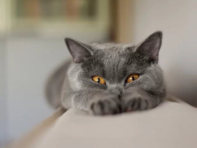 Animals___Cats__British_cat_peeping_046772_29.webp