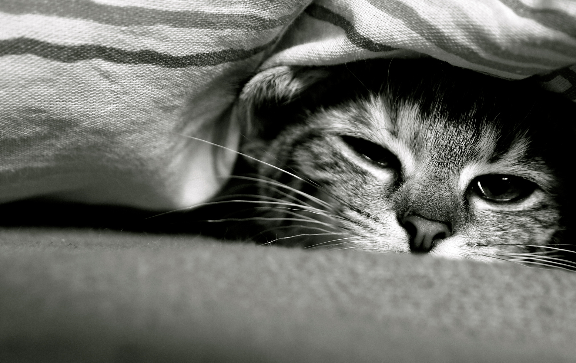 Animals___Cats_Funny_cat_under_a_blanket_046708_.jpg