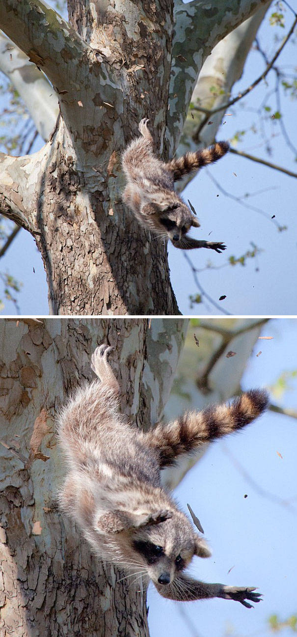 animals_can_fail_45.jpg