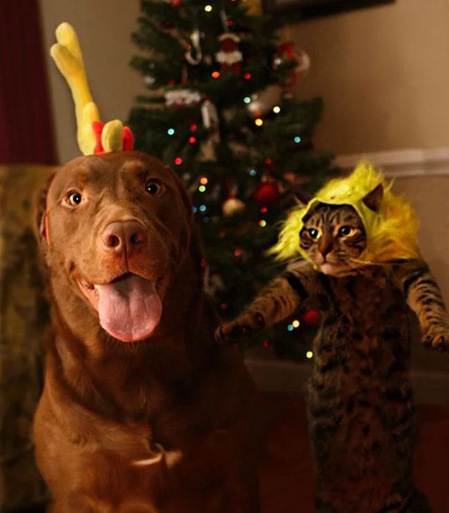 animals_christmas_02.webp