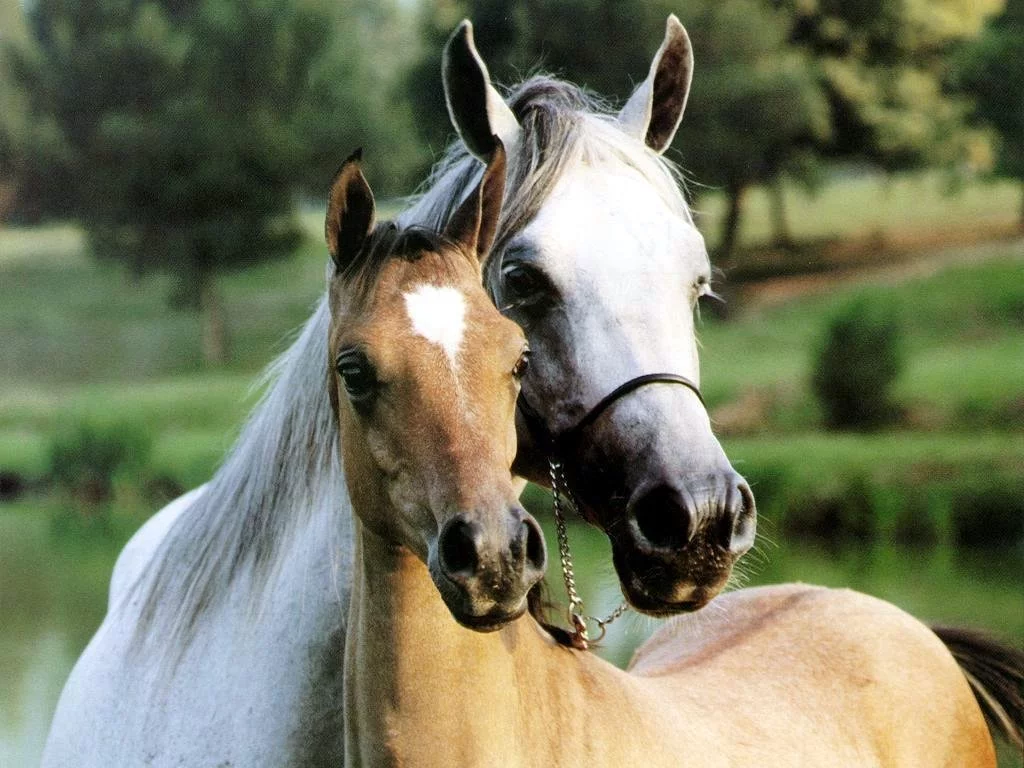 Animals_Horses__001861_1.webp
