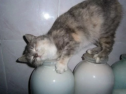 animals_prikol%20(26).webp