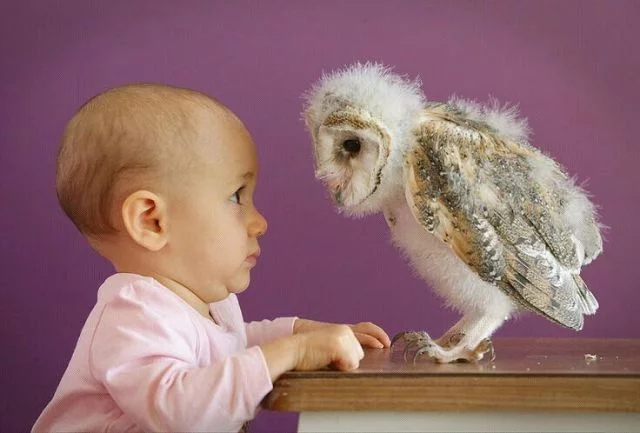 animals_prikol%20(3).webp