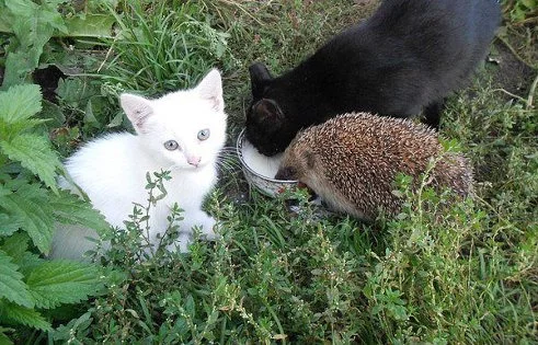 animals_prikol%20(45).webp