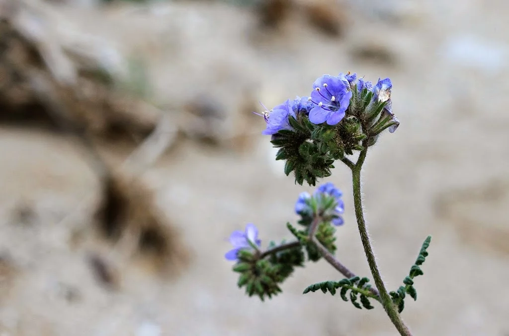 anza-borrego-blue.webp
