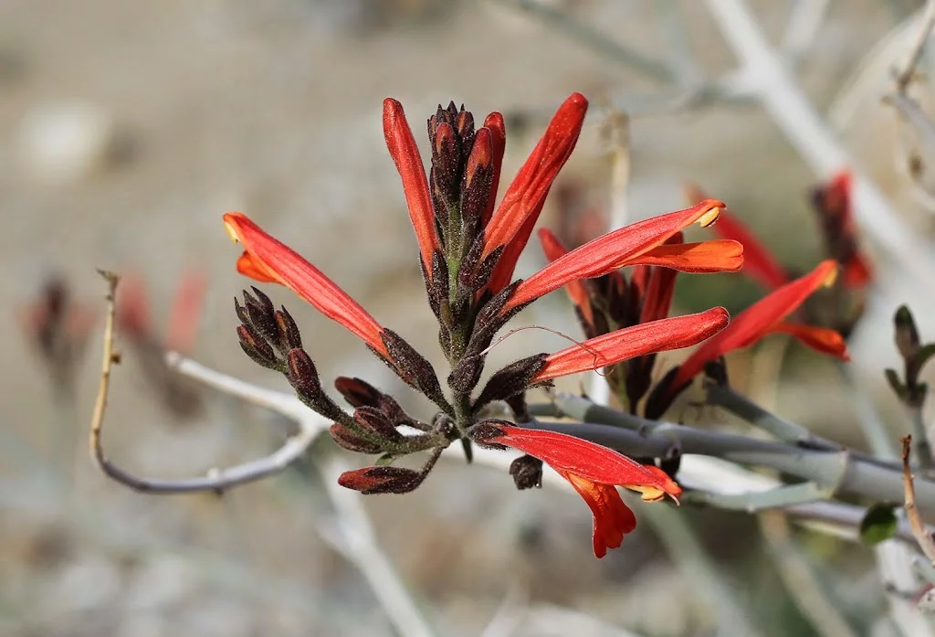 anza-borrego-chuparosa.webp