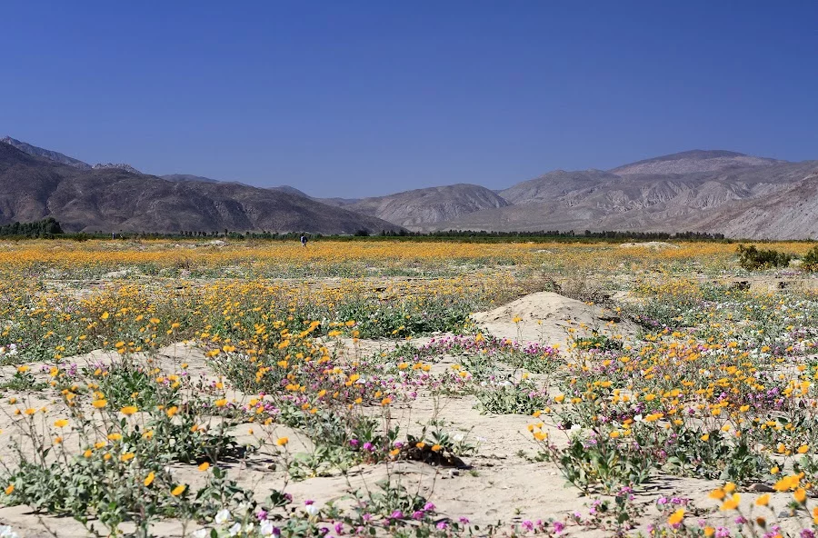 anza-borrego-desert-flowers.webp