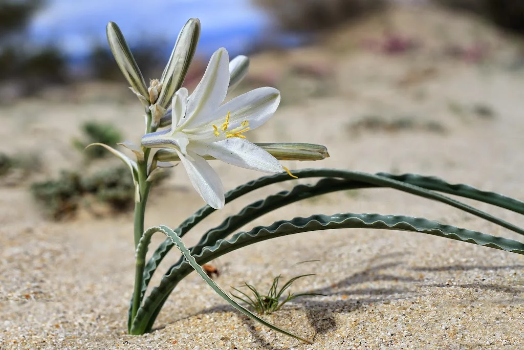 anza-borrego-desert-lily-2.webp