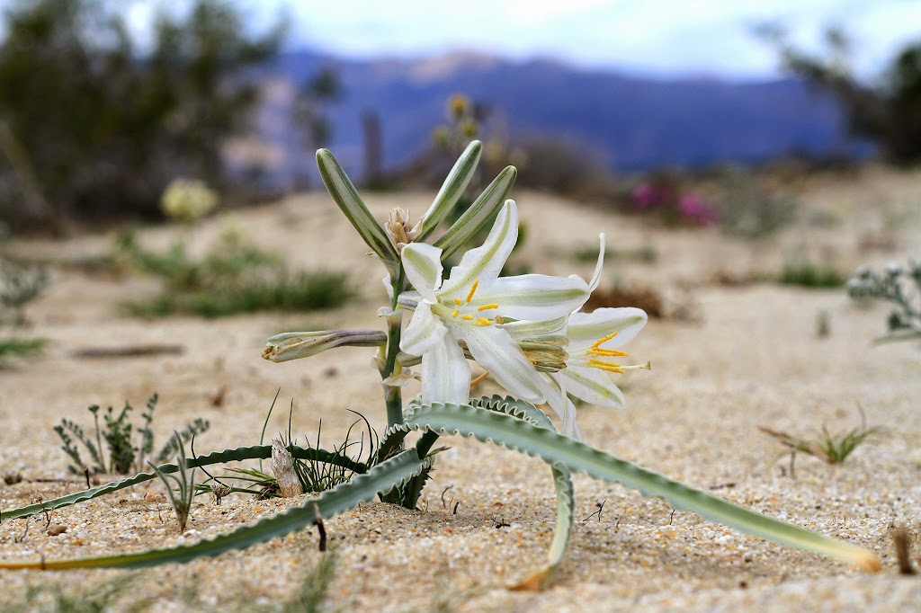 anza-borrego-desert-lily.jpg