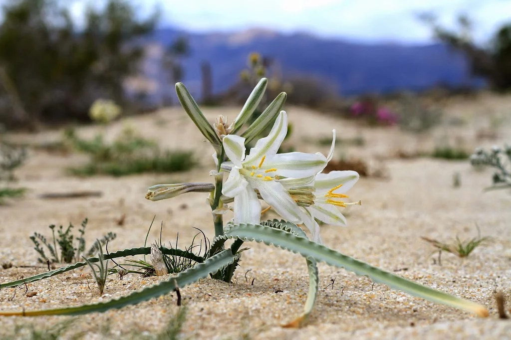 anza-borrego-desert-lily.webp