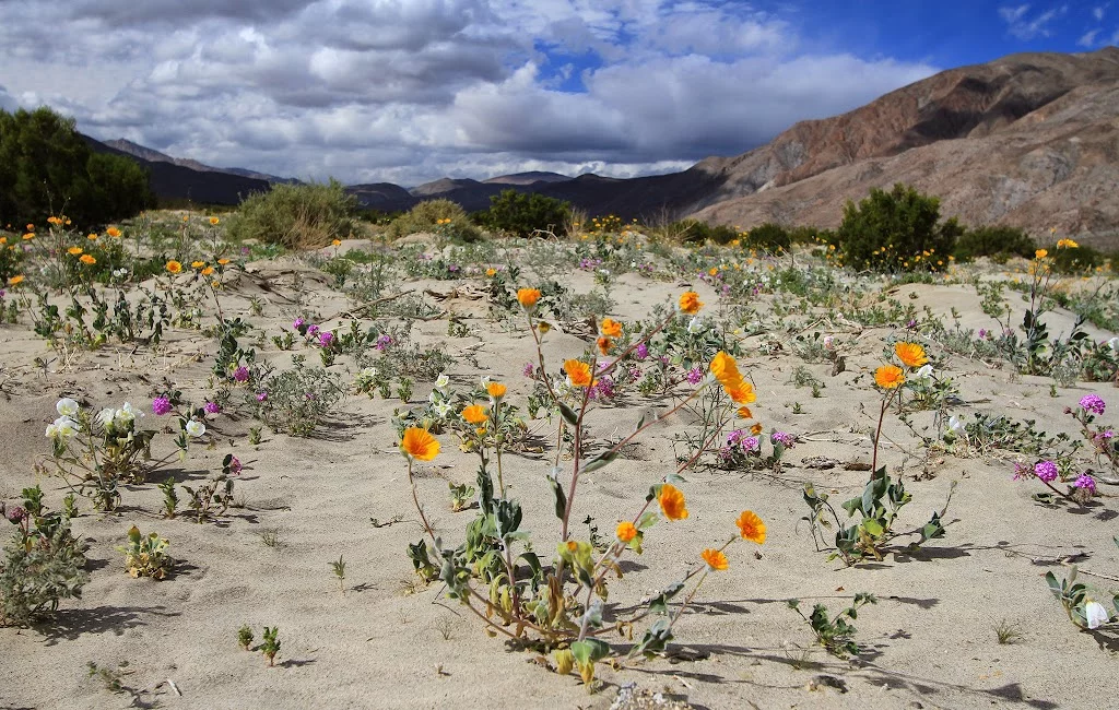 anza-borrego-flowers-2.webp