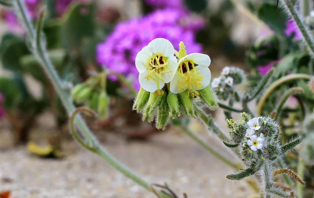anza-borrego-flowers-3.webp