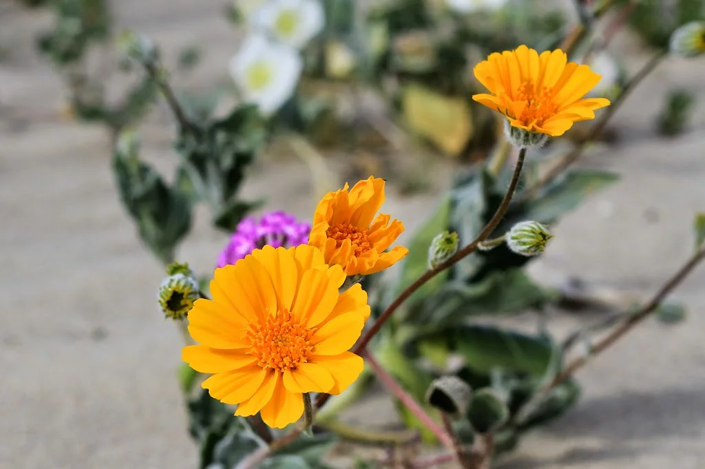 anza-borrego-flowers.webp