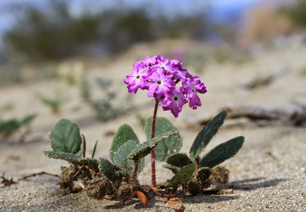 anza-borrego-sand-verbena.webp