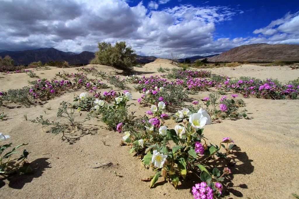 anza-borrego.webp