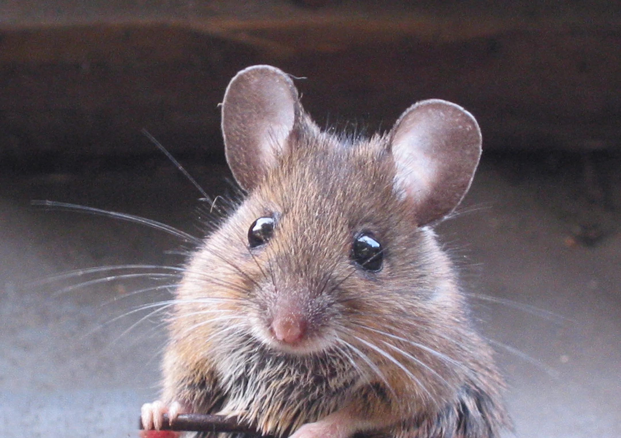 Apodemus_sylvaticus_bosmuis.webp