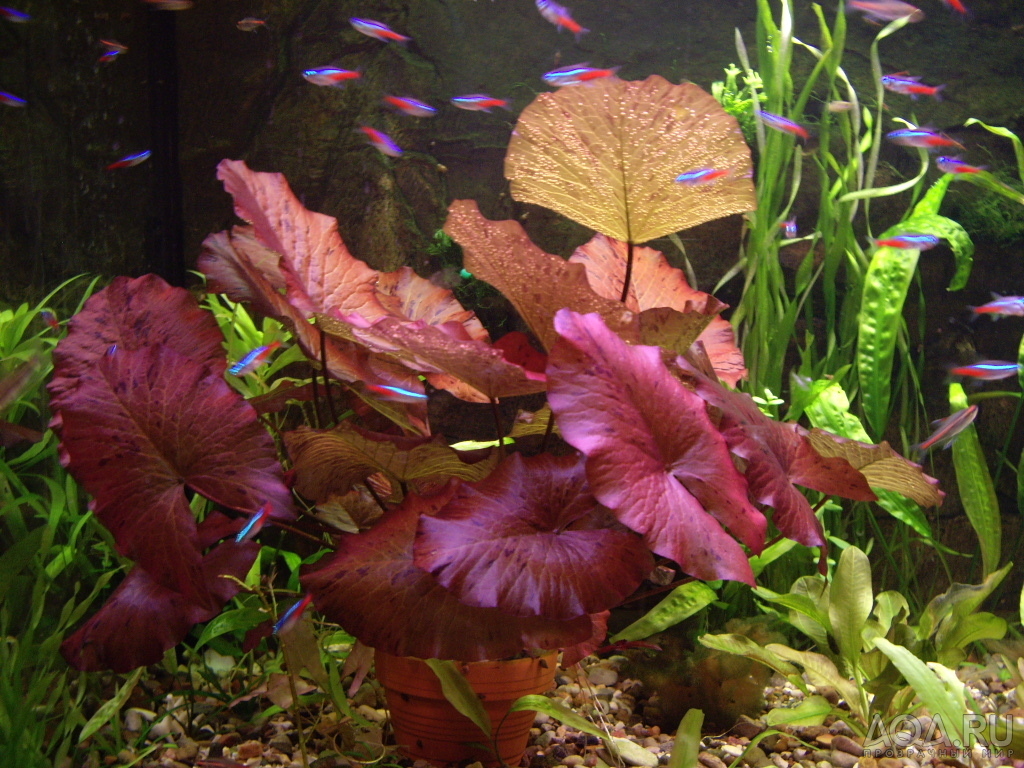aqa.ru-20100127201205.jpg