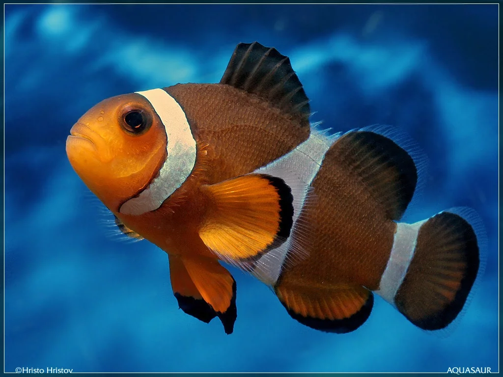 aquafanat.com.ua-amphiprion-ocellaris-03.webp