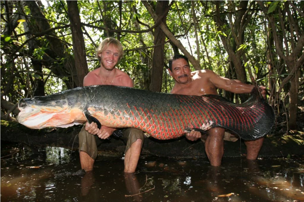 arapaima24.webp