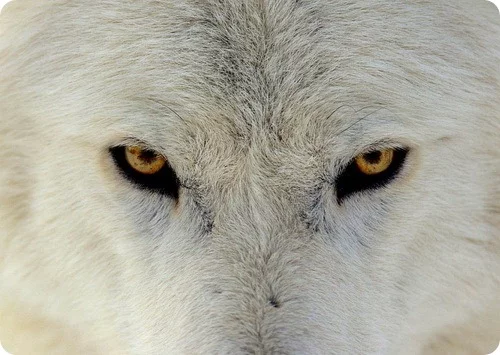 arctic-wolf-035.webp