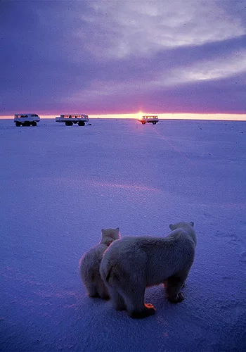 arctica_010.webp
