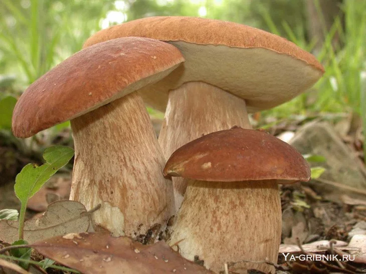 article65806.webp