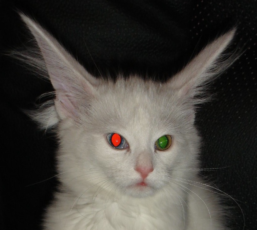 Astrid_com_orelhonas-crop.jpg