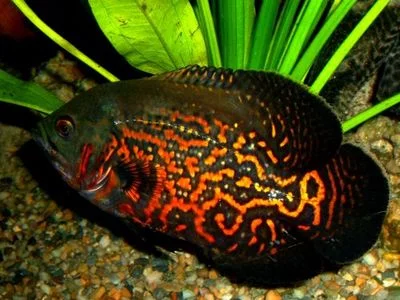 astronotus.webp