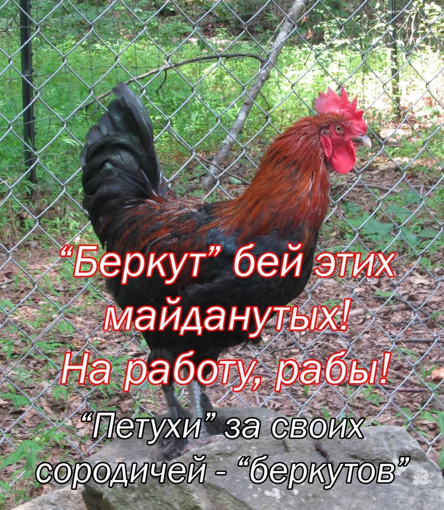 Atkw_LZCsho.webp
