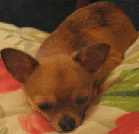 attachment.gif