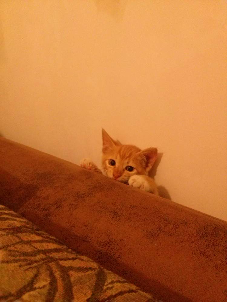 attachment.jpg