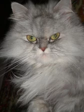 attachment.webp