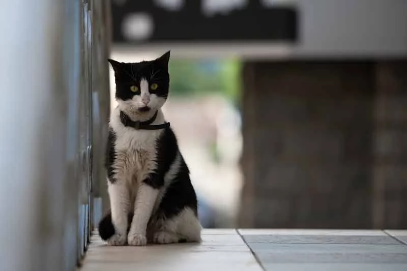 attachment.webp