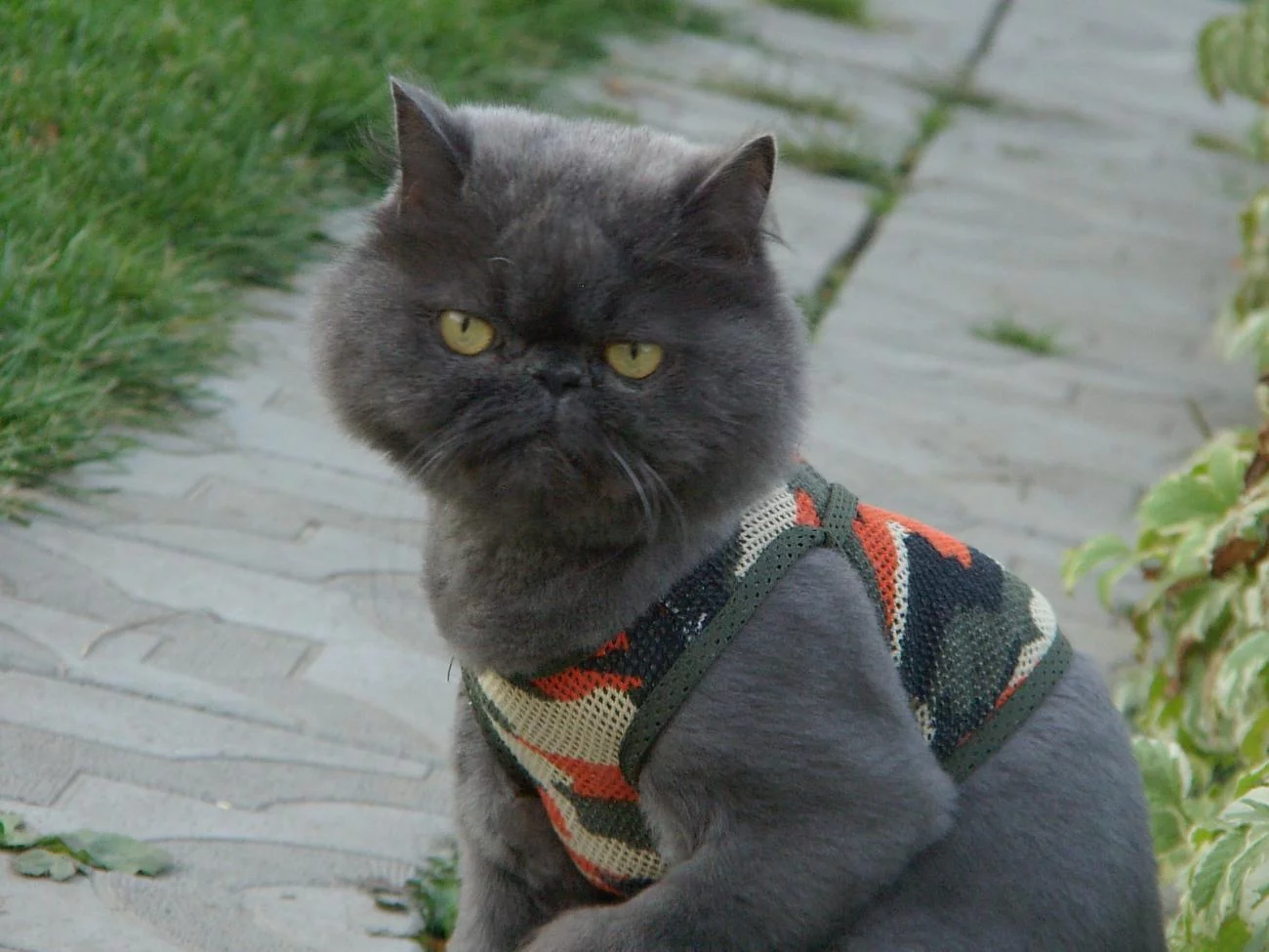 attachment.webp