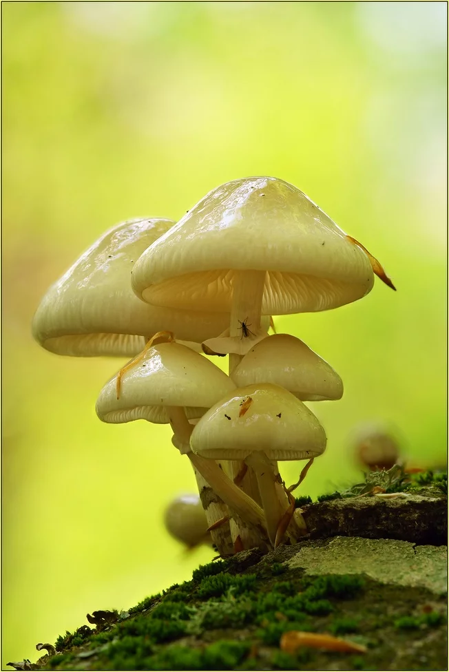 attachment.webp